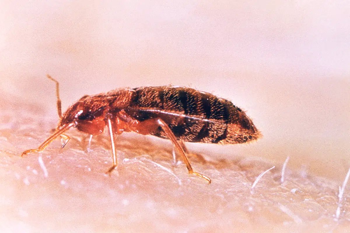 Magnified bed bug with a reddish brown body on fabric