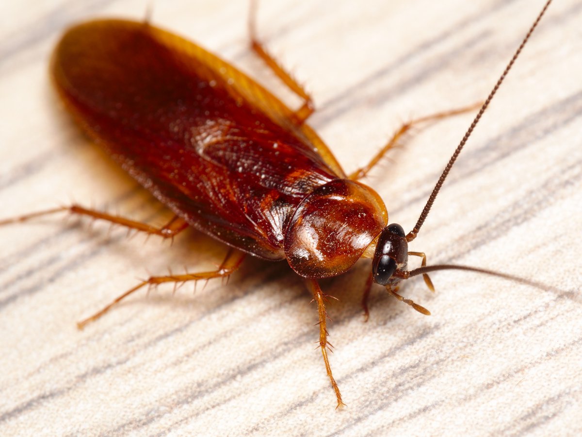Reddish brown cockroach crawling across a wood grain surface, showing its long antennae