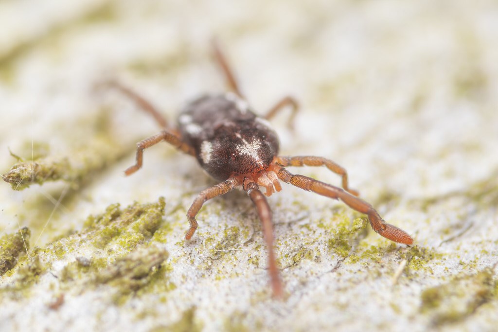 Close-up of a small brown mite crawling on a pale weathered wood surface