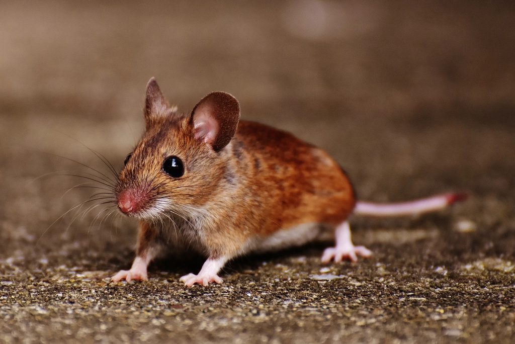 Small brown house mouse sitting on a concrete floor