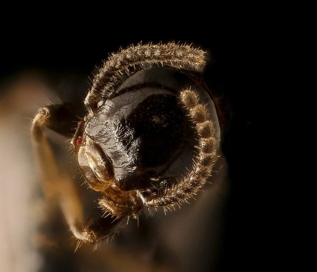 Extreme close-up of a termite head and antennae against a dark background